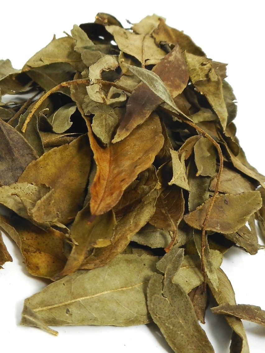 Curry Leaf  – Organic